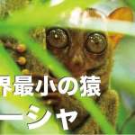 ボホール島世界最小の猿・ターシャ【観光名物メガネザルを徹底解説】