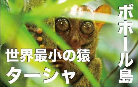 ボホール島世界最小の猿・ターシャ【観光名物メガネザルを徹底解説】