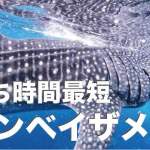 ボホール島ジンベイザメと泳ぐ方法【自力＆ツアー利用を徹底比較】
