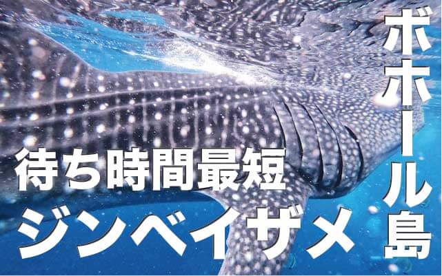 ボホール島ジンベイザメと泳ぐ方法【自力＆ツアー利用を徹底比較】