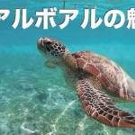 セブセレクトツアーズの口コミ・評価を大公開【セブ島ツアーならおまかせ！】