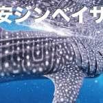 セブ島のジンベイザメと泳ごう【格安のツアーとは、気になる安全性は？ベストシーズン解説】