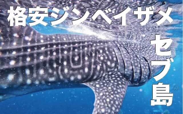 セブ島のジンベイザメと泳ごう【格安のツアーとは、気になる安全性は？ベストシーズン解説】