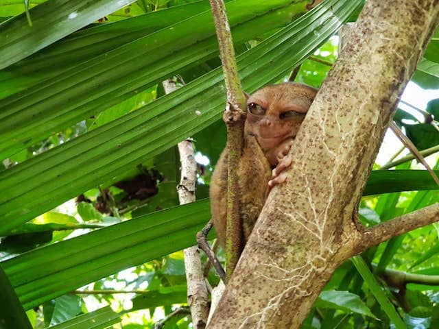 セブ・ボホール島世界最小の猿・ターシャ【人気観光メガネザル】徹底解説！