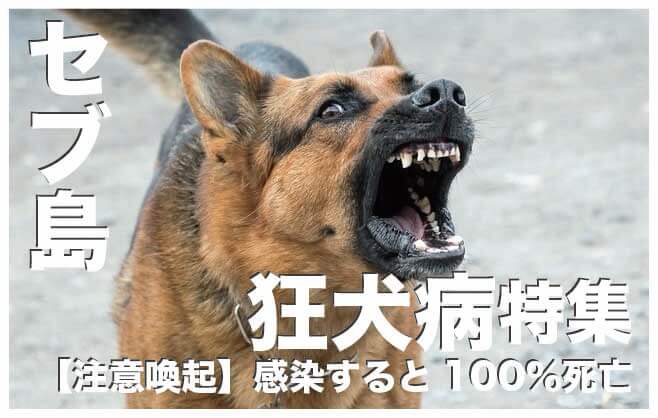 セブ島の狂犬病に発症するとほぼ100%死亡【予防方法と注意事項】