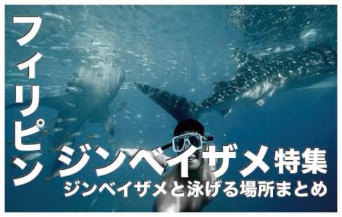 フィリピンでジンベイザメと泳げる場所おすすめ６選まとめ